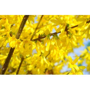 Zlatý dážď (Forsythia intermedia) ´LYNWOOD´ - výška 90-120 cm, kont. C3L - NA KMIENKU 